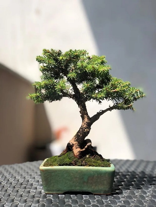 Amazing Top Images of Black Spruce Bonsai