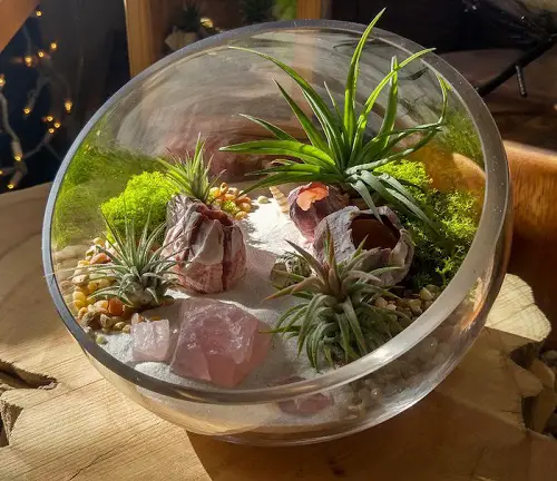 Air Plant Garden with Crystals in Open Terrarium