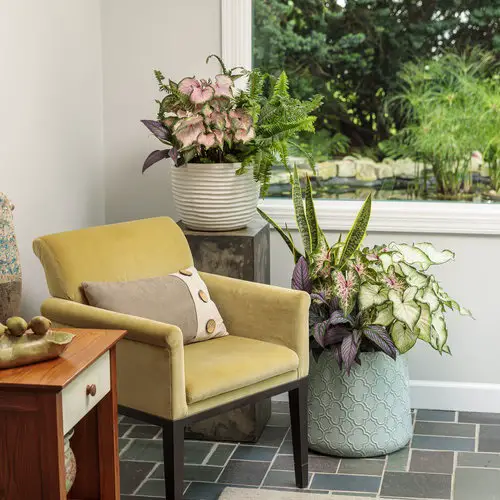 Gorgeous Houseplants Bouquet in Showy Planters