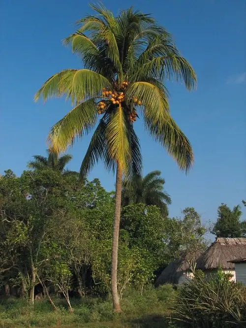 beautiful Best Palm Trees in Florida