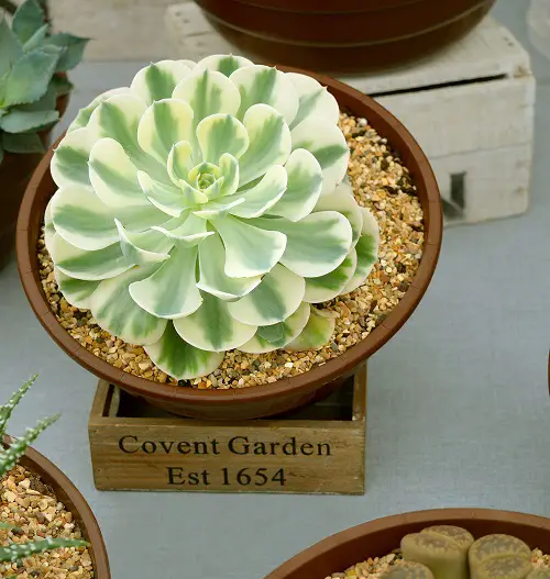 Best Variegated Succulents 