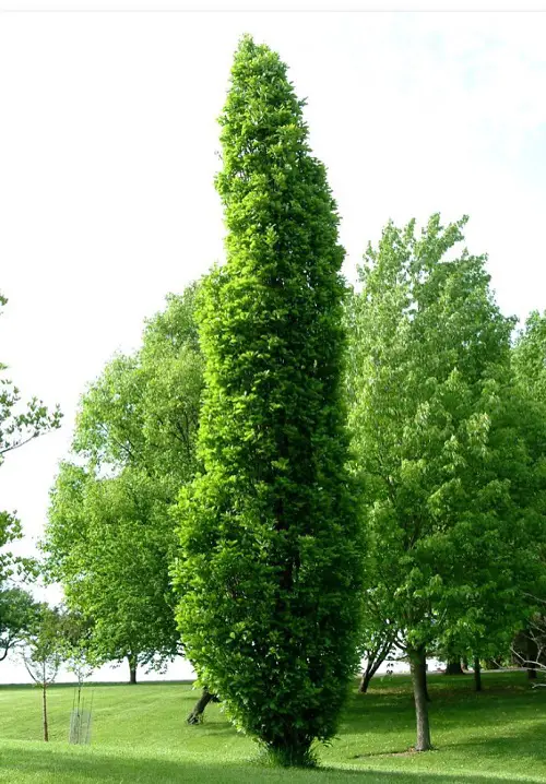 top Tall Skinny Trees