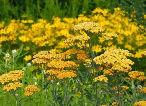Perennials to Grow Under the Oak Tree