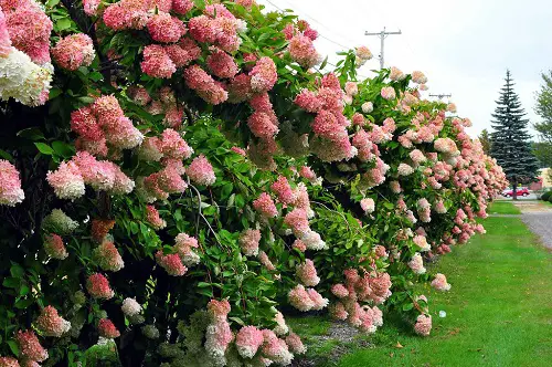 Low-Maintenance Hedge Plants 2