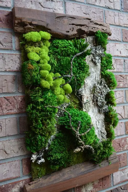 Living Moss Wall on a Rustic Background