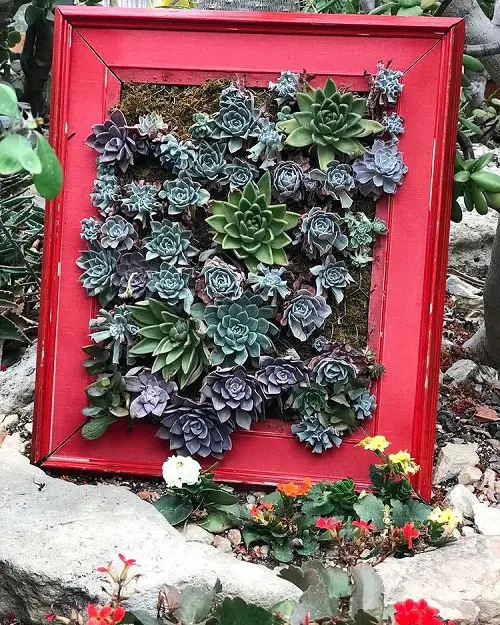 Sempervivum Garden in Red Frame