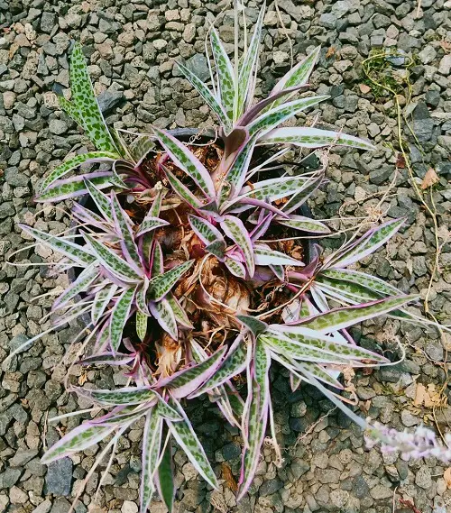 best Silver Squill Varieties
