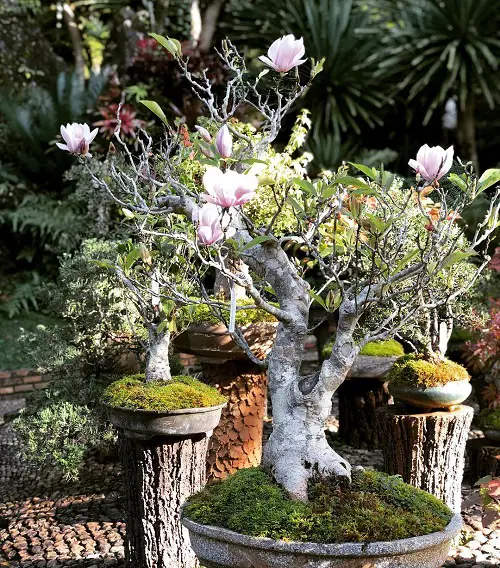 Split Trunk Magnolia Bonsai Tree