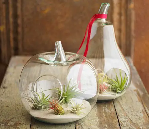 Pumpkin shaped Terrariums with Air Plants