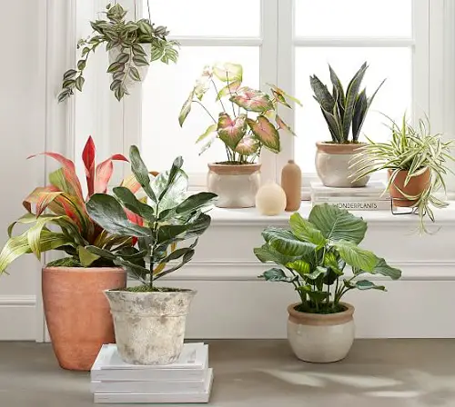 Caladiums Basking by the Window with other Houseplants