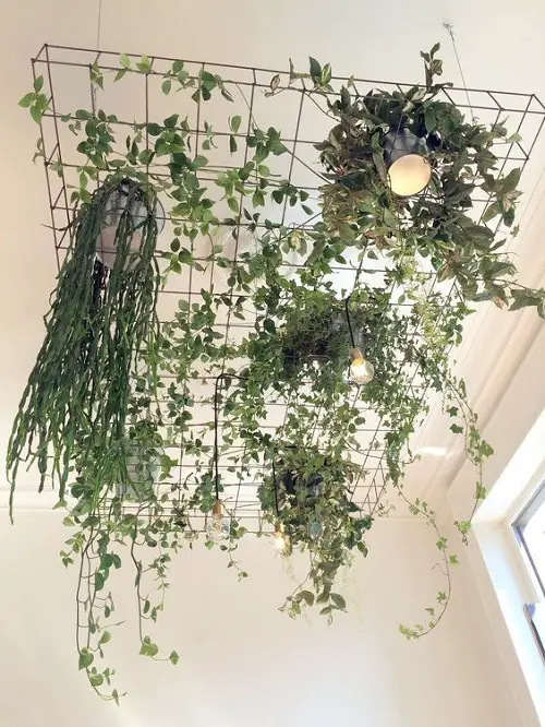 Pots of Vines and Hanging Plants from the Ceiling