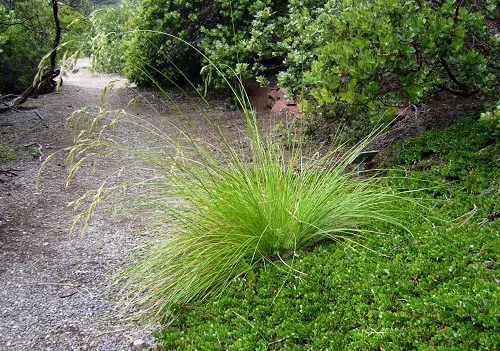 Best Grasses to Grow Under the Oak Tree