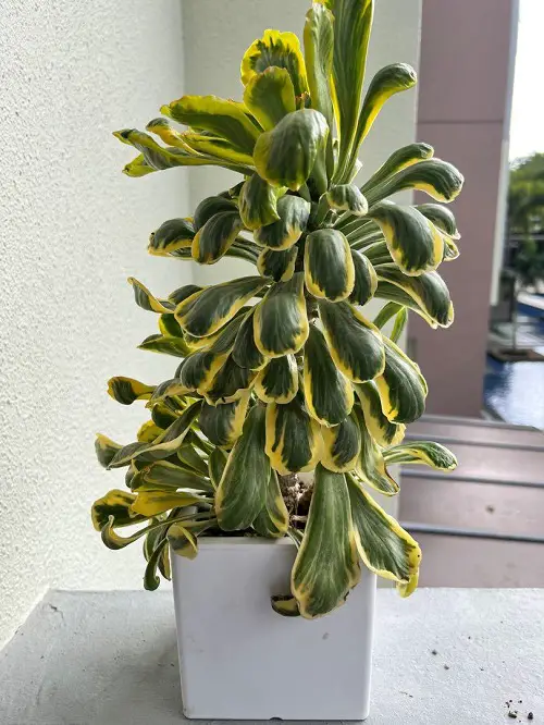 Amazing Best Variegated Succulents 