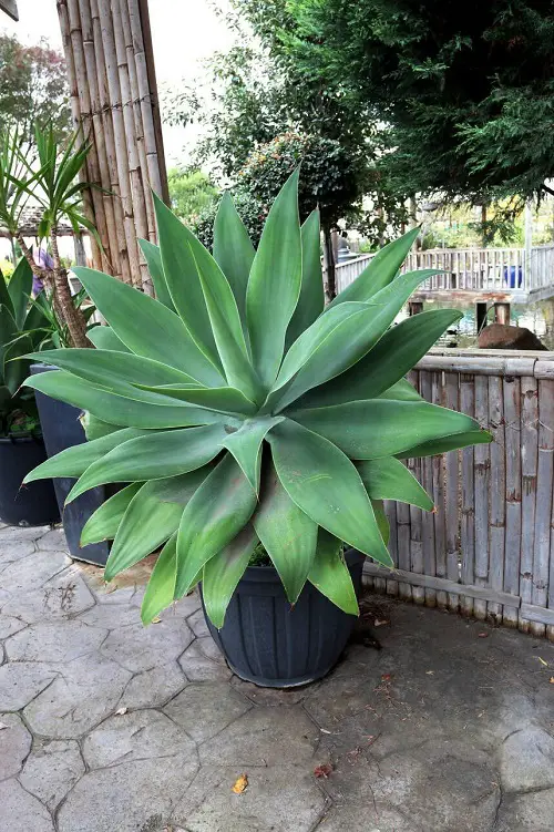 Best Tall Succulents in pot