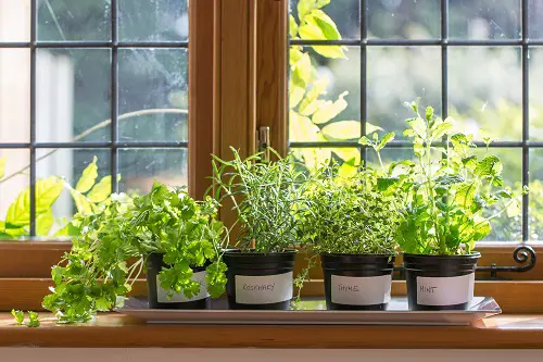 beautiful Indoor Winter Gardening Projects for December