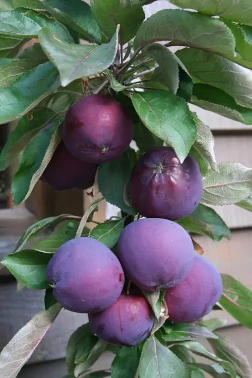 Best Purple Fruits to Grow in the yard