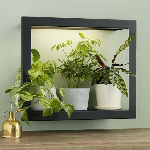 Money Plant, Dwarf Umbrella Tree, and Calathea in Lit Wall Frame