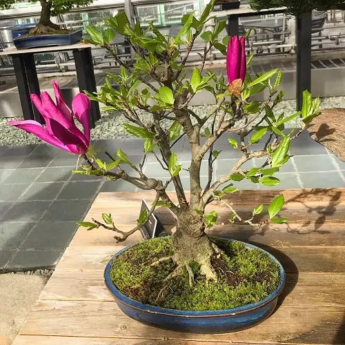 Magnolia Bonsai Tree in Bonsai Garden