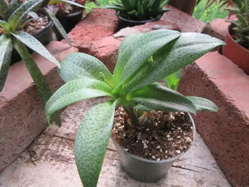 top Silver Squill Varieties