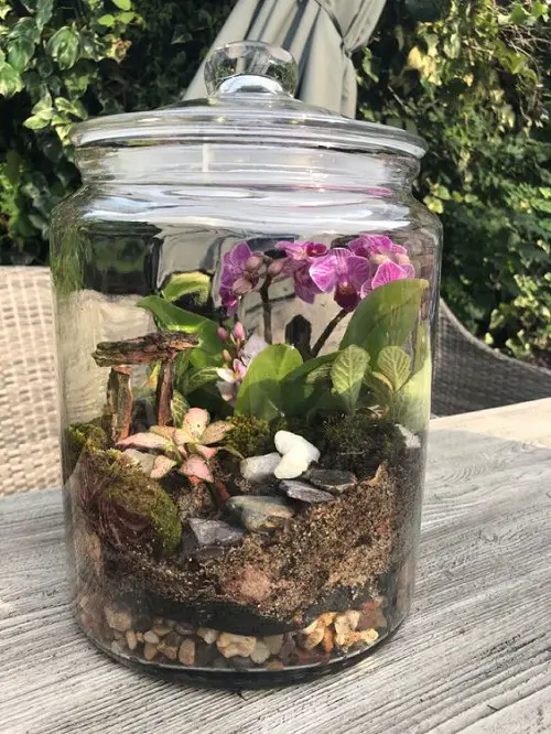 Small Terrarium Plants 3
