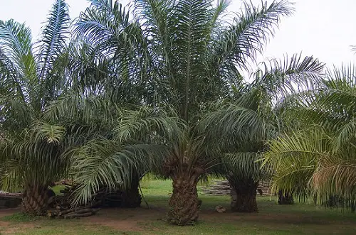 top Best Palm Trees in Florida