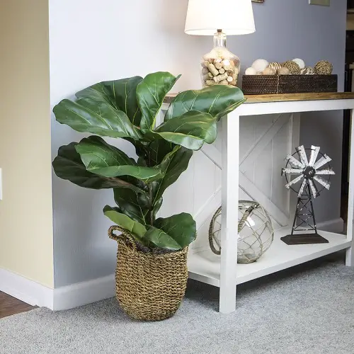 Tall Houseplant to Welcome Guests