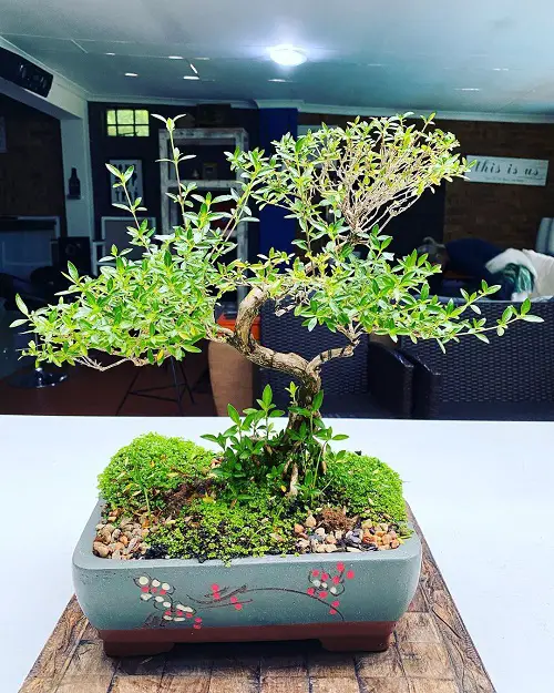 Snow Rose Bonsai Pictures