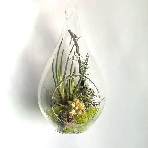 Air Plants in a Terrarium Ideas 28