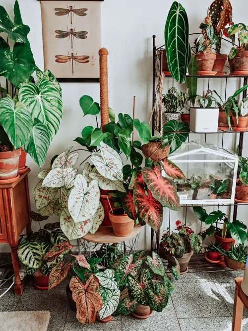 Room of Variegated Caladiums