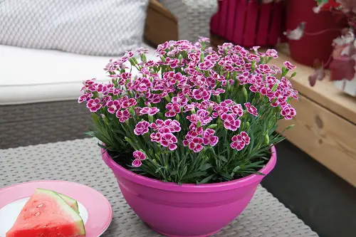 best Popular Flower Meanings