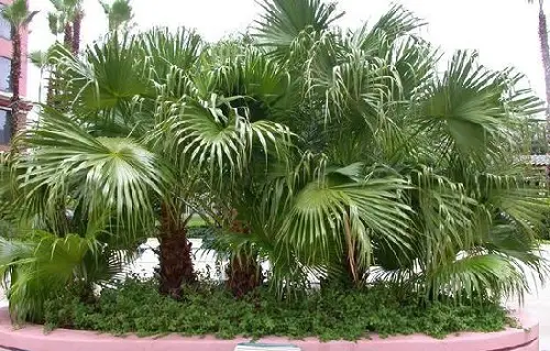  beautiful Palm Trees in Florida