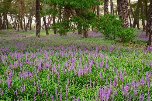 Shrubs to Grow Under the Oak Tree