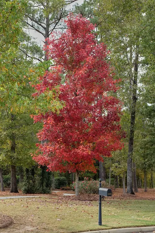 Best Tall Skinny Trees in garden