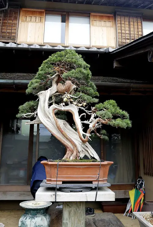 Amazing Oldest Bonsai Trees in the World