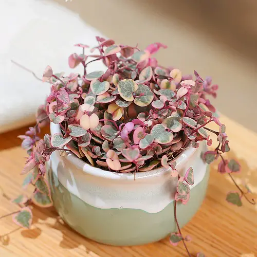 top Variegated Succulents