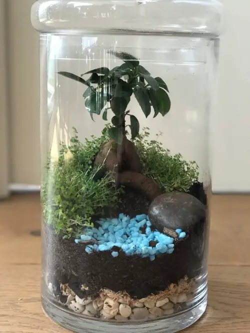Small Terrarium Plants 23