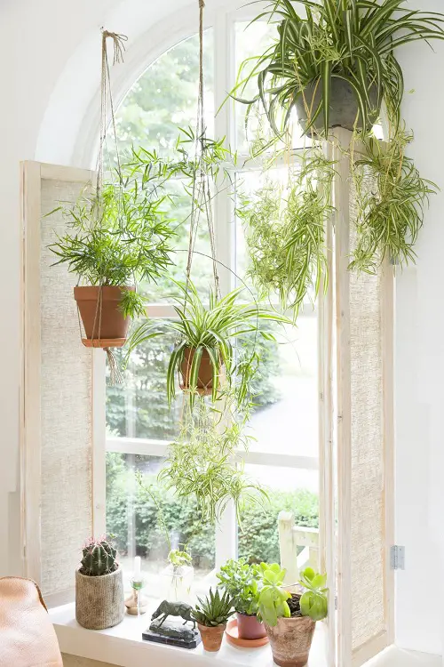 Best Hanging Plants in Front of Windows Ideas