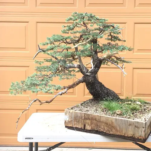 Best Black Spruce Bonsai Pictures 1