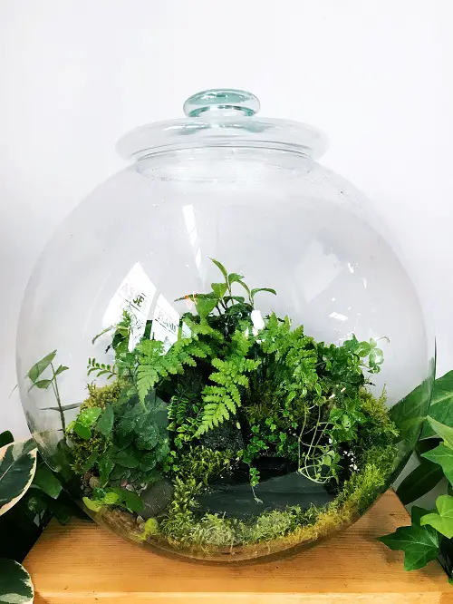 Small Terrarium Plants 10