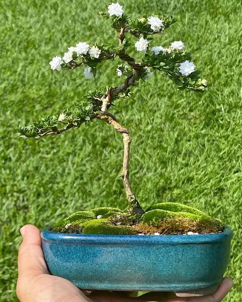 Snow Rose Bonsai Pictures 