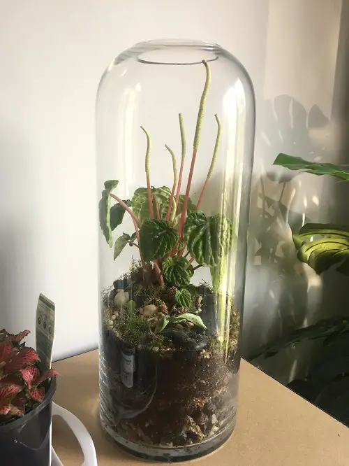 Top Plants for Indoor Terrarium