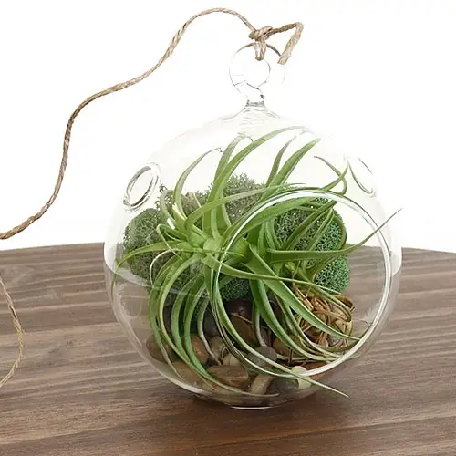 Hanging Air Plant Terrarium with Moss and Stones