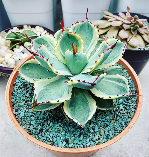 Top Variegated Succulents for Growing