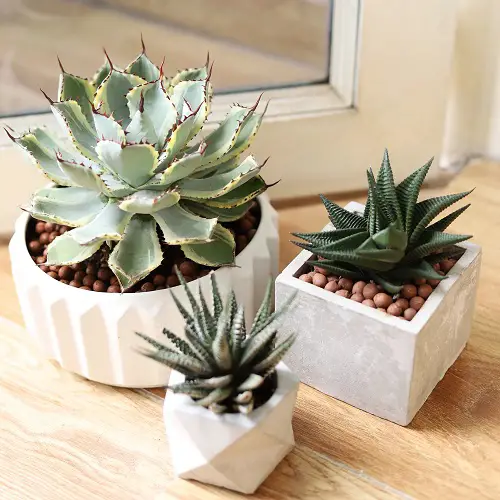 beautiful Houseplants You Can Raise Above a Refrigerator