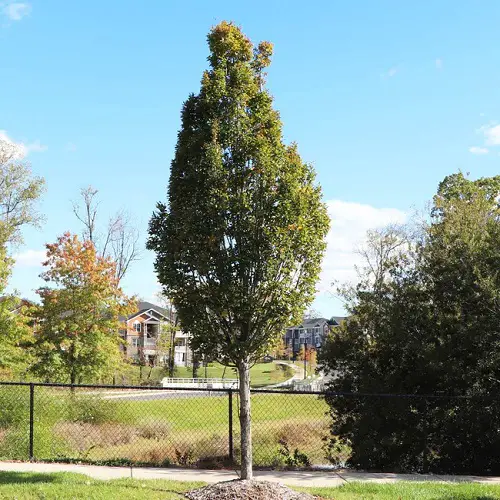Best Tall Skinny Trees in yard