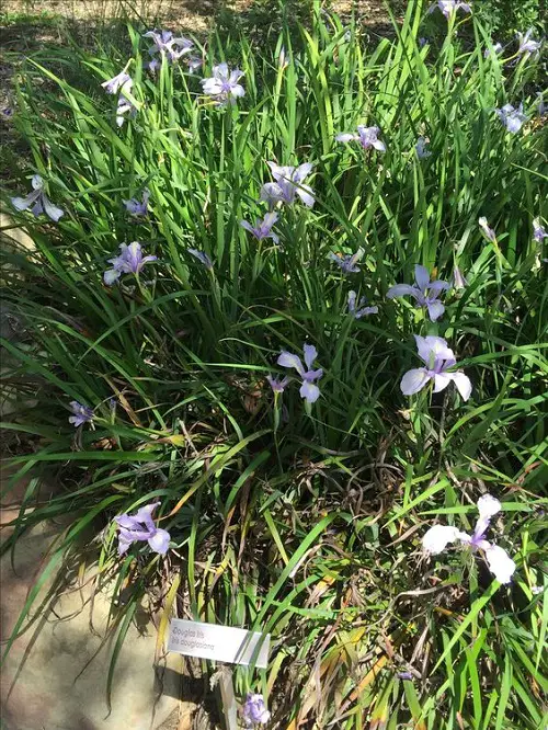 Top Perennial Plants to Grow Beneath an Oak Tree