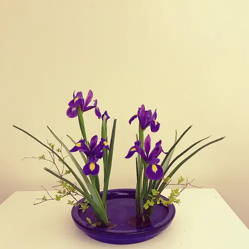beautiful The Best Water-Growing Bulbs