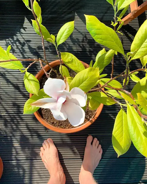 lovely Popular Flower Meanings