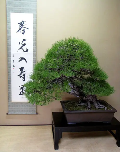 Oldest Bonsai Trees in the World With Image