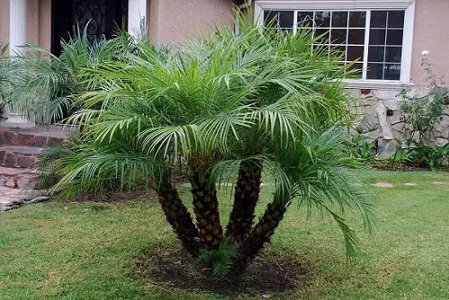 Amazinh  Best Palm Trees in Florida